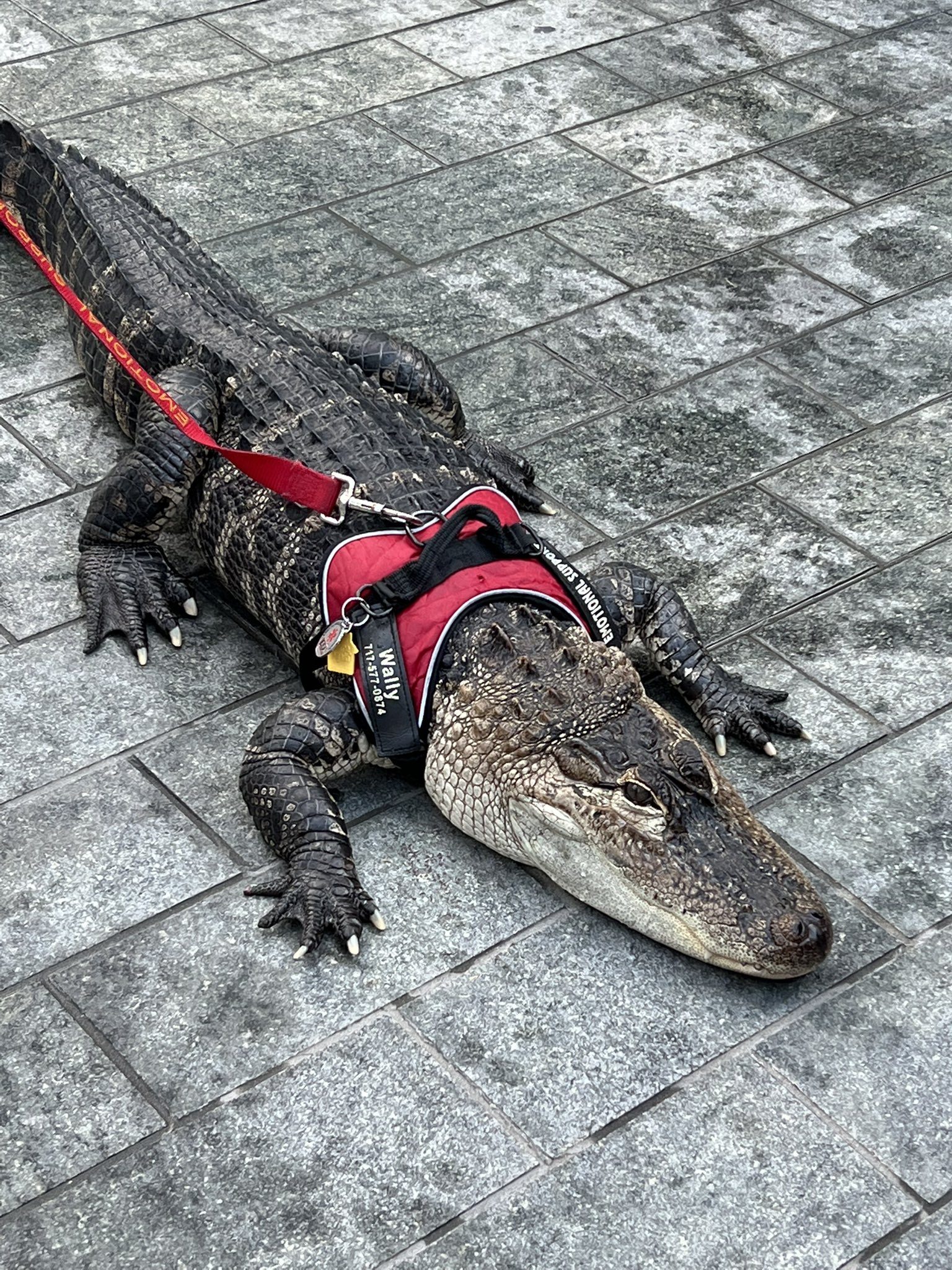 via Twitter - Alligator in park in Philly