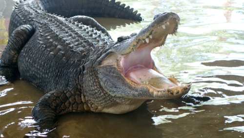 Alligator Attacks Man