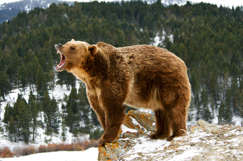 grizzly bear attacks students