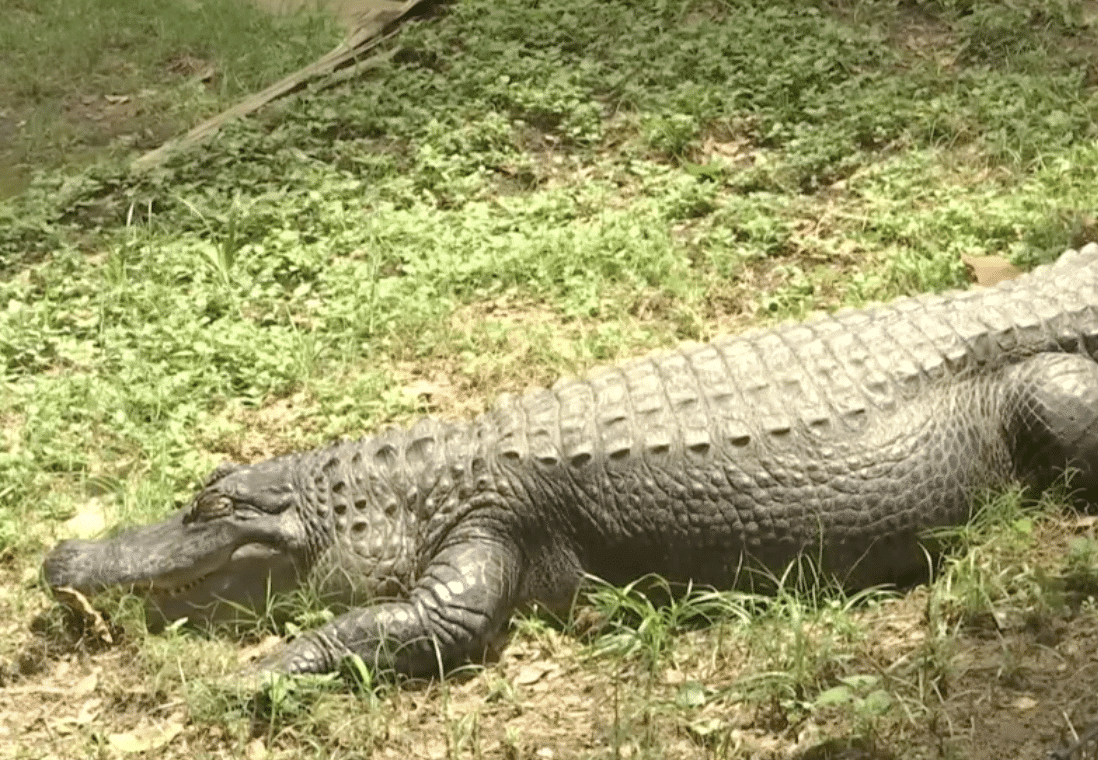Alligator Found Gnawing on Body in Houston
