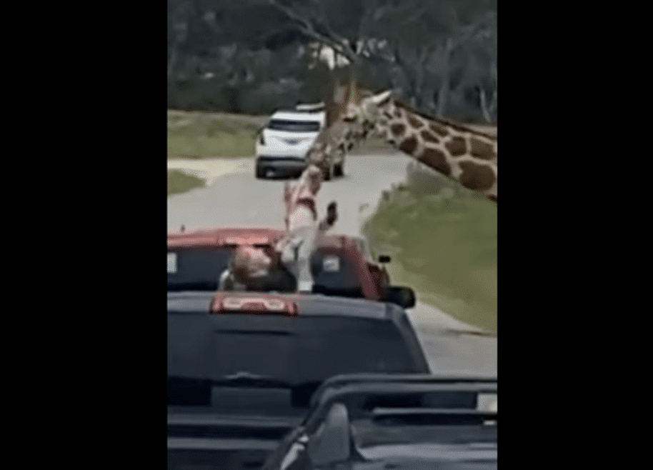 Giraffe lifts girl out of car