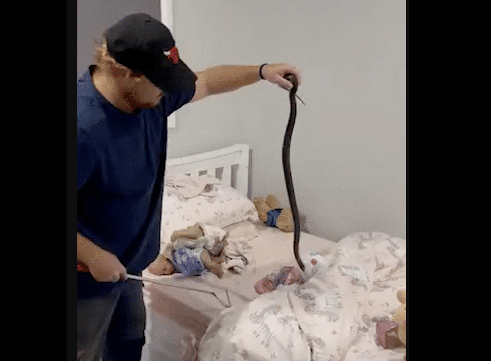 Snake found in child's bed