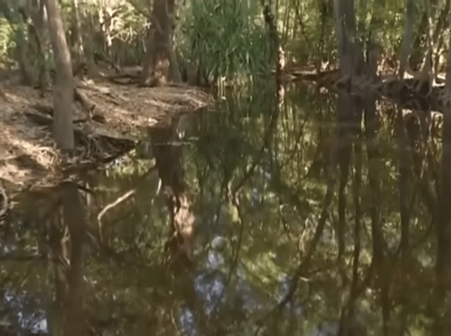 12-Year-Old Girl Falls Victim to Crocodile Attack