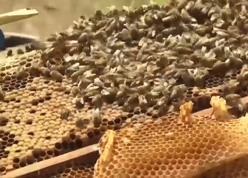 Grandpa killed by bees