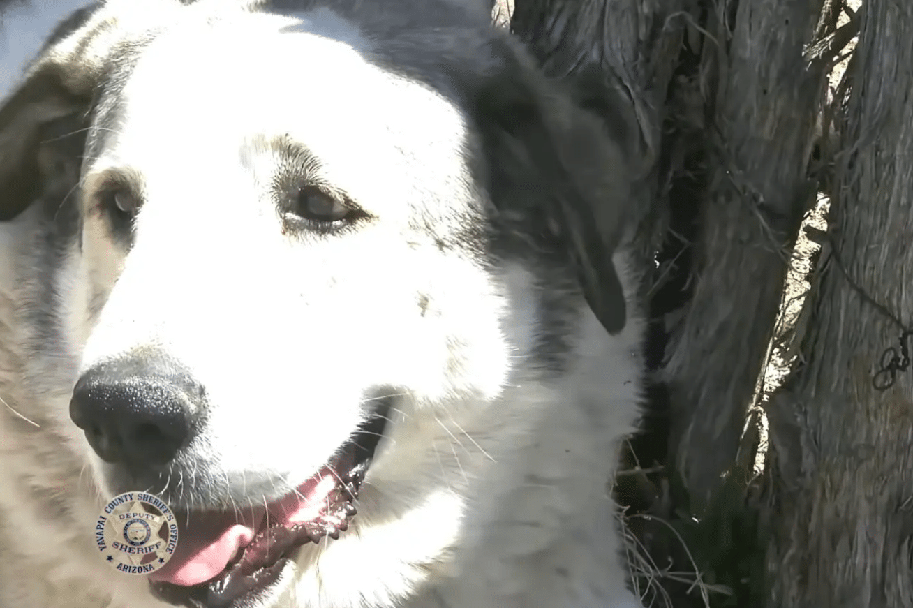 Dog Rescues Missing Toddler in Wilderness