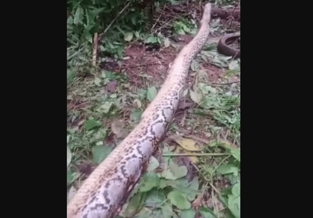 Missing Woman's Head Pull Out of Mouth of 23-Foot Python