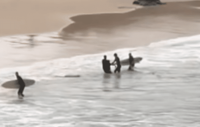 Boy Mauled by Shark at Popular Beach