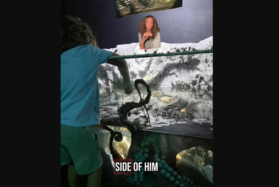 6-Year-Old Attacked by Octopus at Aquarium