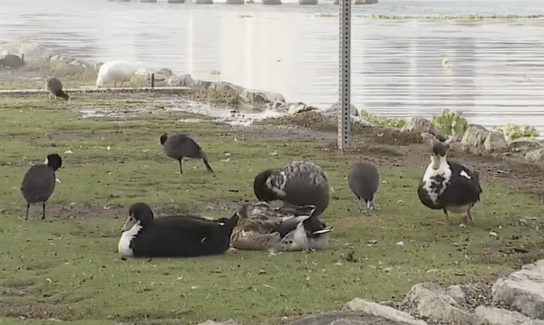 KTLA 5 Youtube screengrab