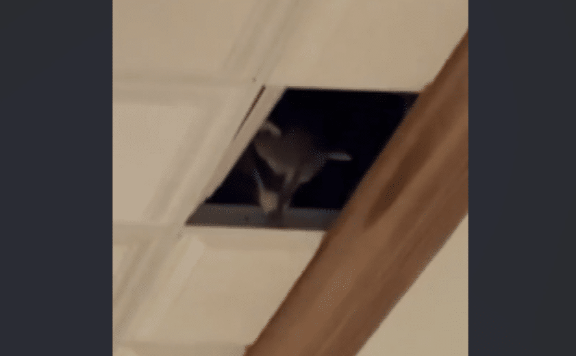 Raccoon Crashes Restaurant Ceiling, Bites Guest