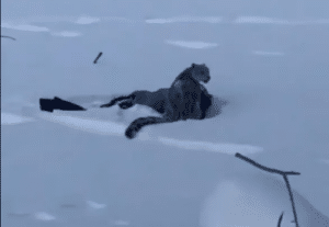 Skier Mauled by Leopard While Taking Picture