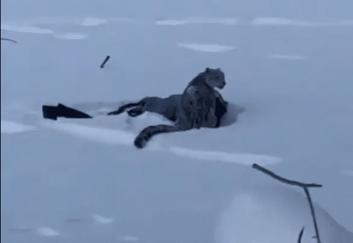 Skier Mauled by Leopard While Taking Picture