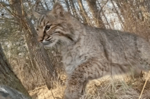 Teen Mauled by Bobcat in Rare Encounter