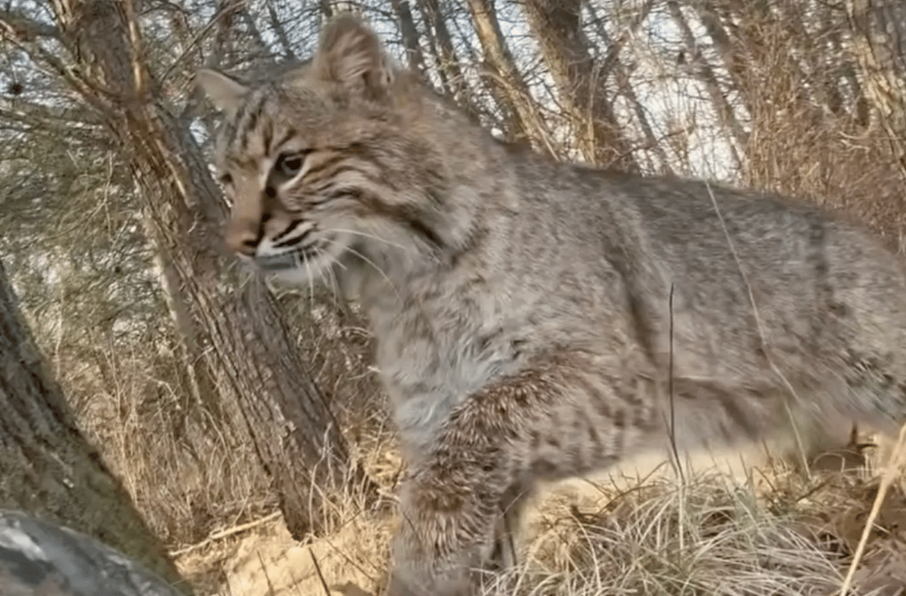 Teen Mauled by Bobcat in Rare Encounter