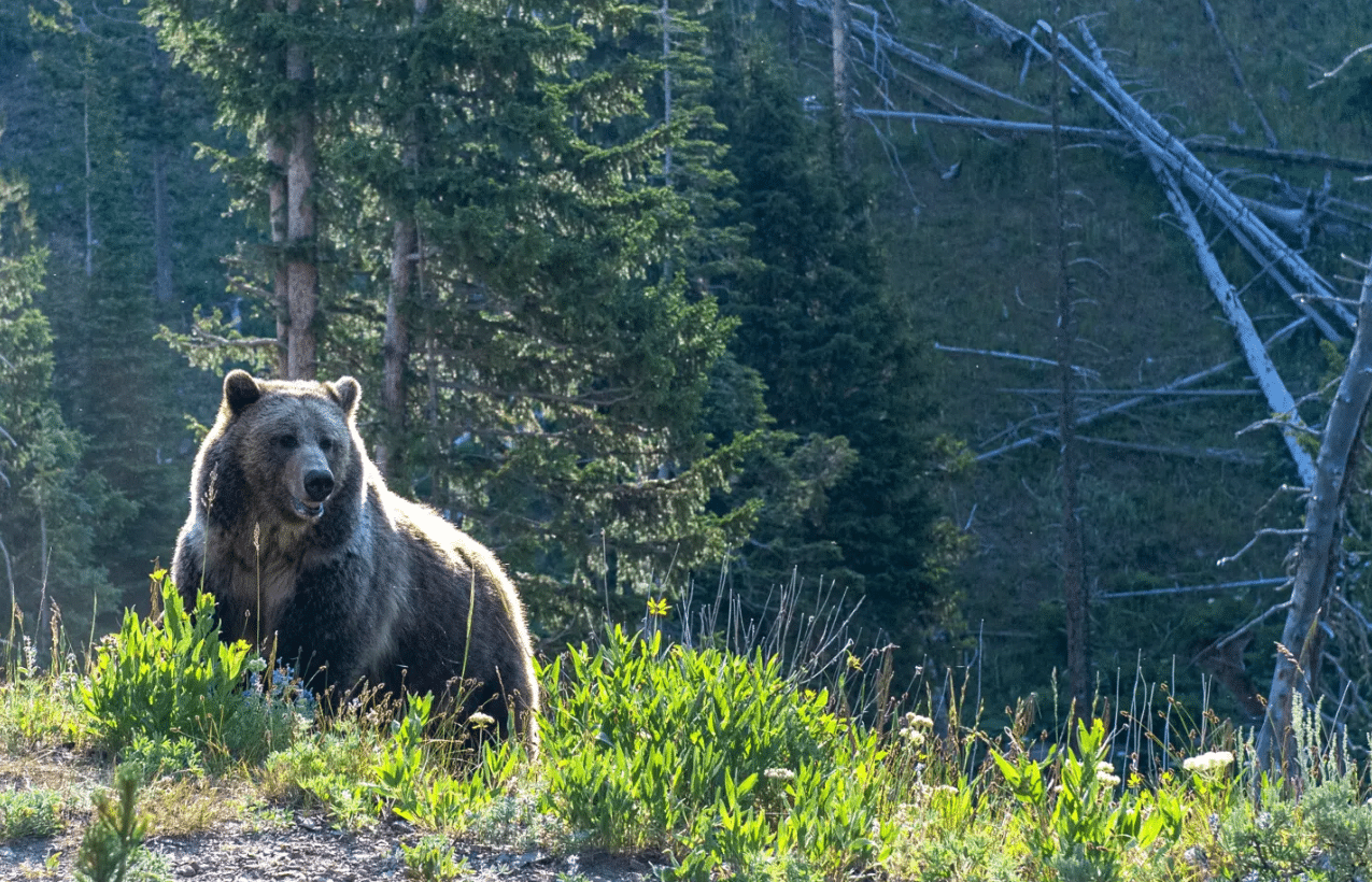 Two Hikers Mauled in Bear Attack Near Landmark