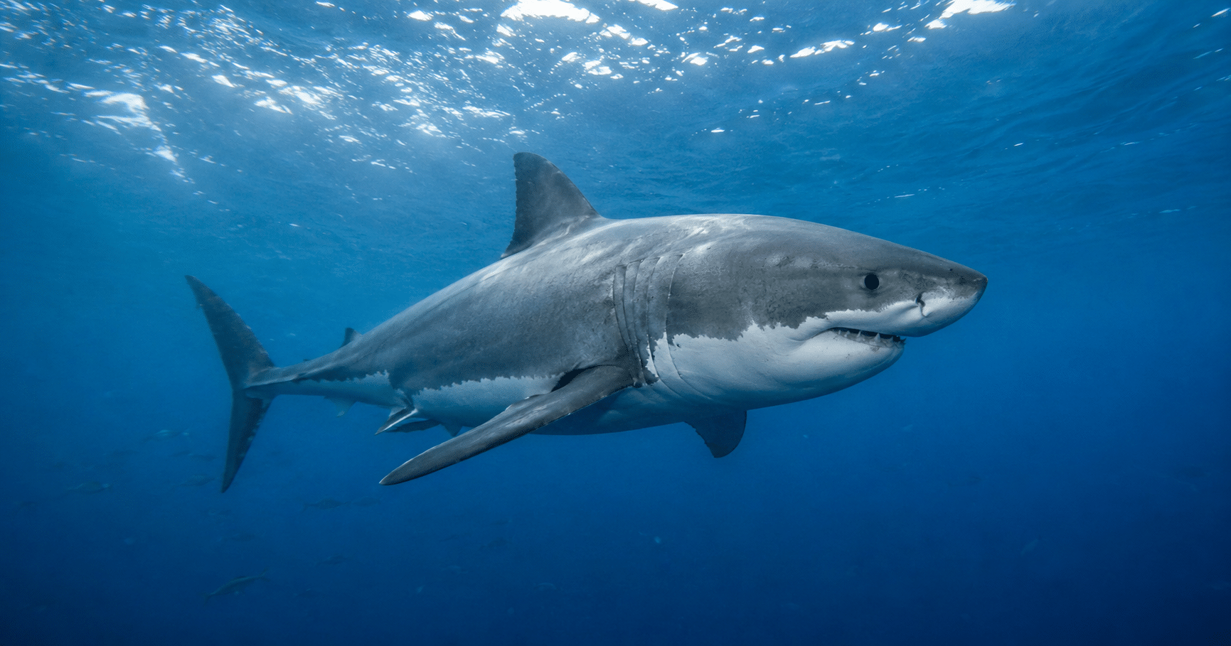 Shark Via AI Image