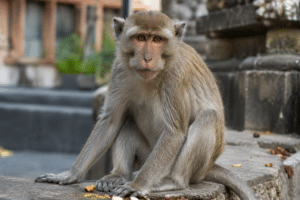 Monkey Via AI Image
