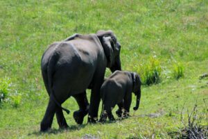 Elephant Via AI Image