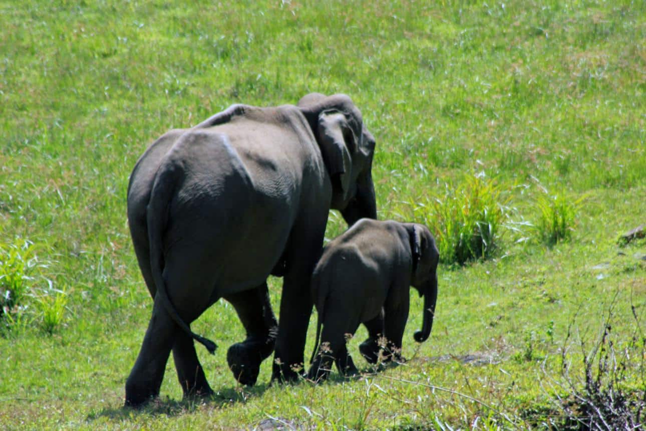 Elephant Via AI Image