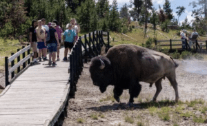 Bison Via AI Image