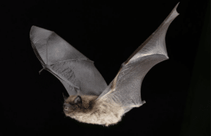 Boy Dies of Rabies After Waking Up With Bat on His Face