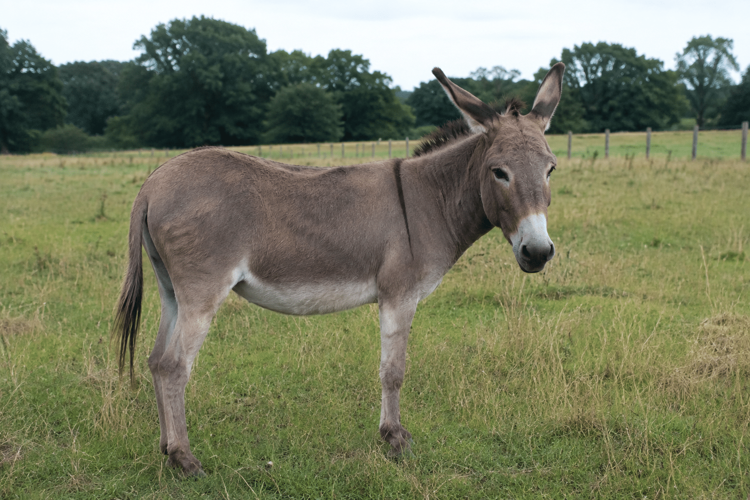 Donkey in Field Via AI Image