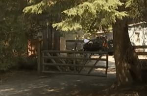 5-Year-Old Girl Found Dead After Animal Attack