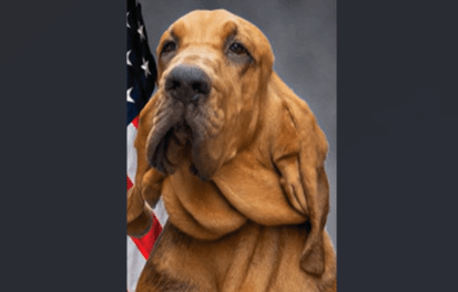 Police K-9 Found Dead Inside Handler’s Department Vehicle
