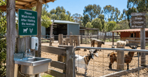 petting zoo via ai image