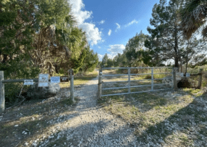Massive Alligator Attacks Child at Preserve