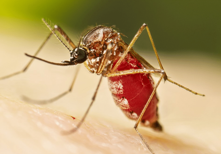 State Officials Warn of 'Unusual' Disease Outbreak, Declare State of Emergency