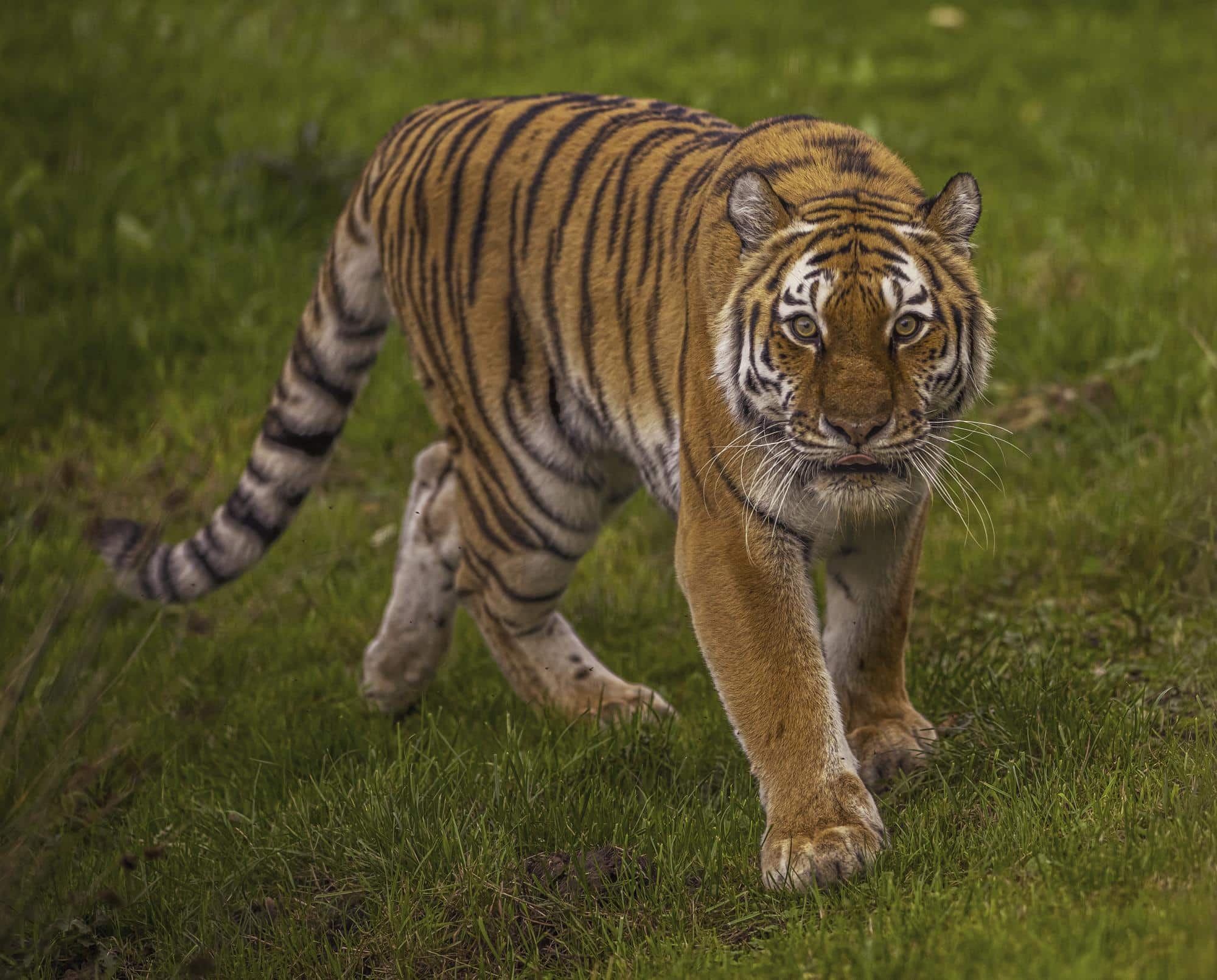 Horror at Wildlife Park as Tiger Attack Kills Visitor