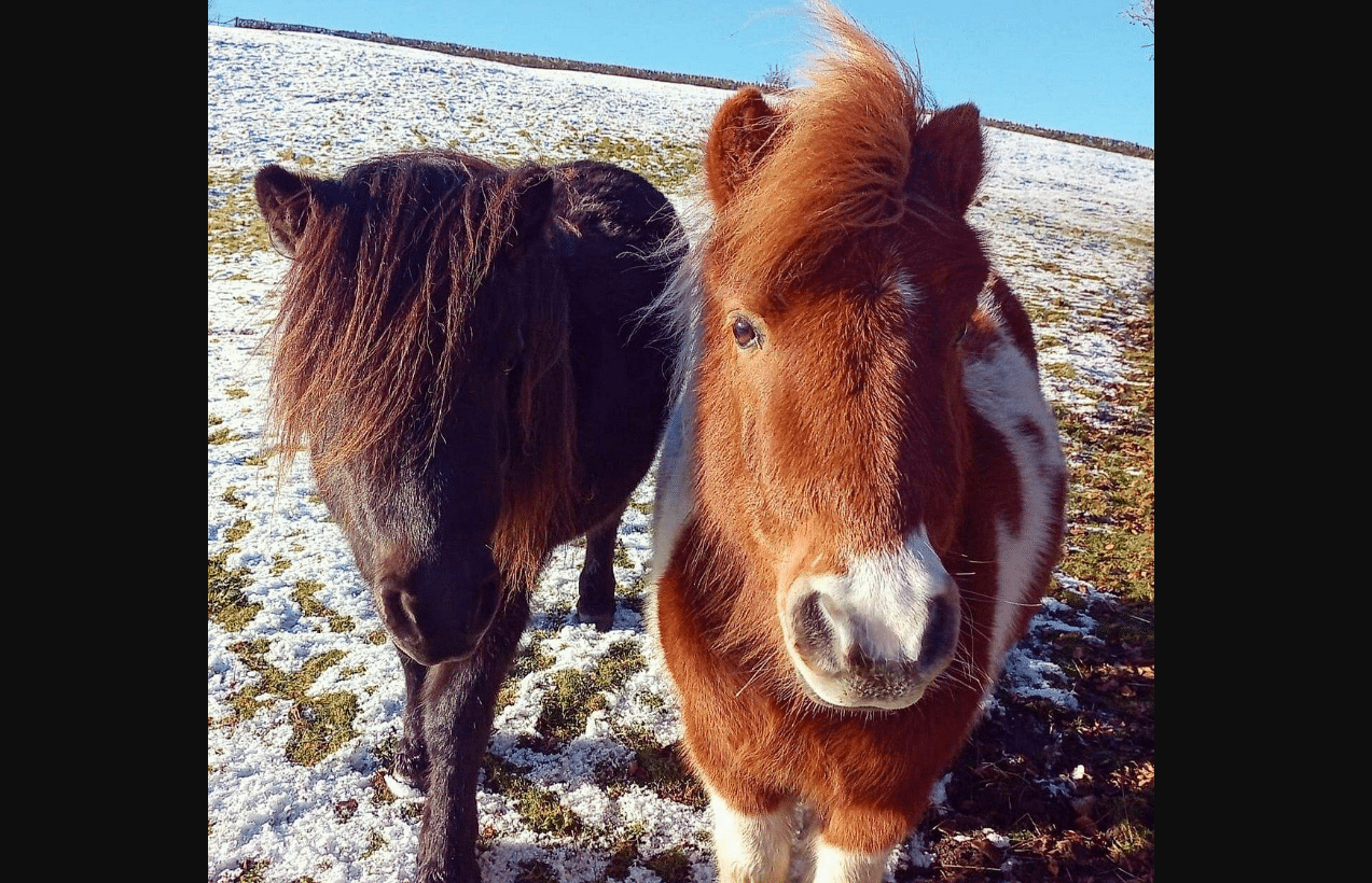 Teen Admits Attempted Sexual Offense Involving Pony