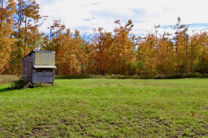 Bow Hunter Shot in Chest by Bullet While Waiting Inside Blind