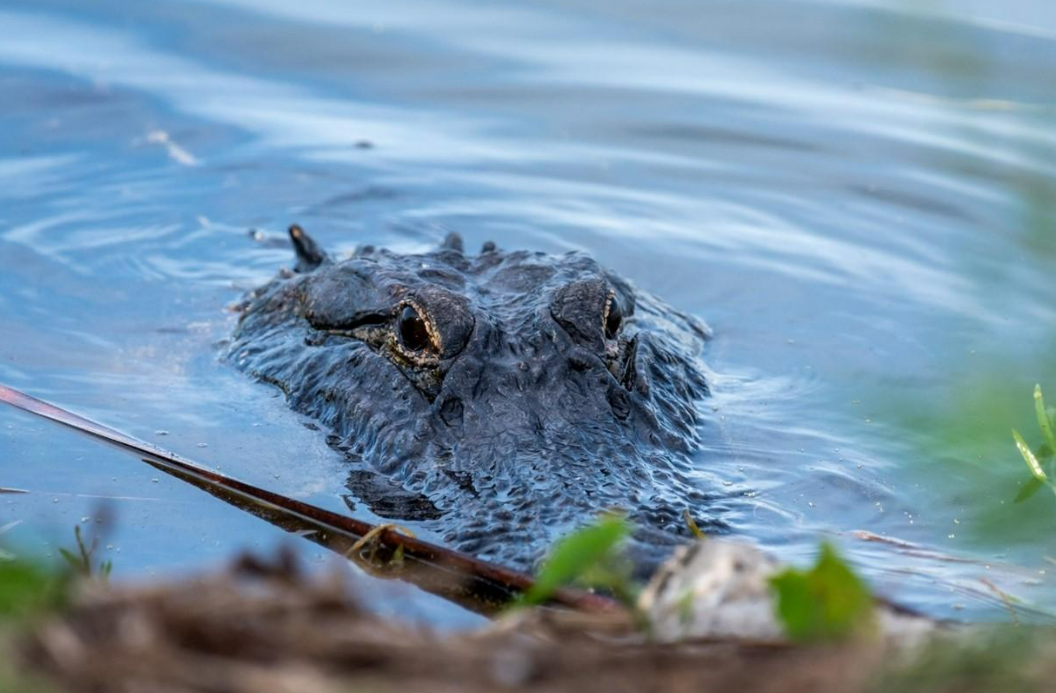 Fisherman Killed in Nearly 12-Foot Alligator Attack